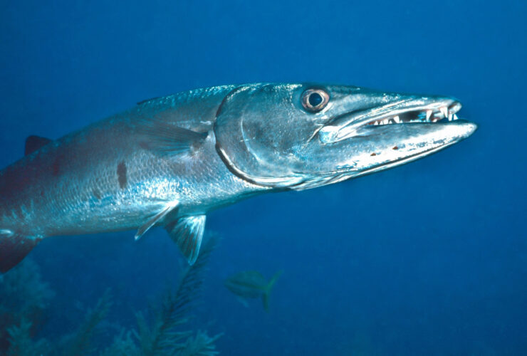 barracuda pesce