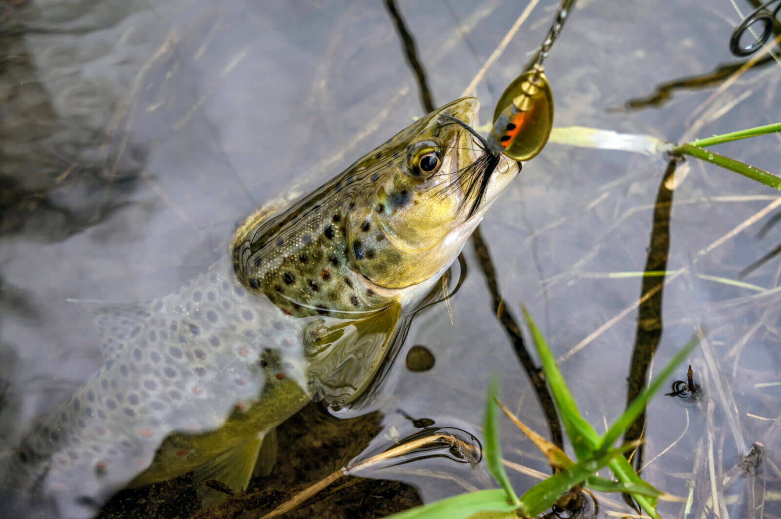trota-fario-uno-tra-i-pesci-pi-ambiti-di-tutti-i-tempi-pesca-facile