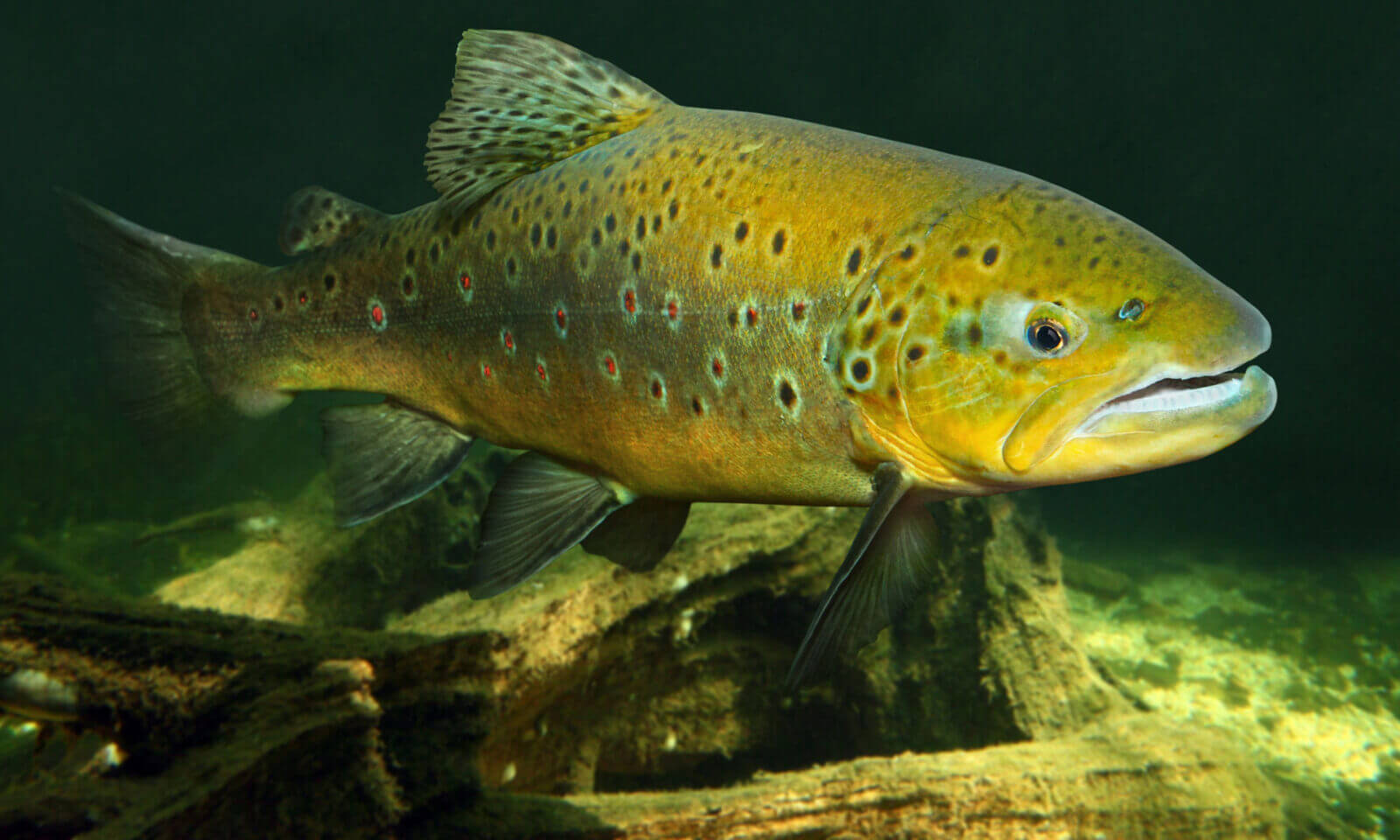 trota fario nel fondo