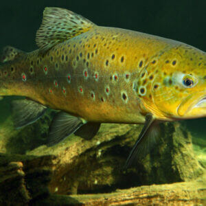 trota fario nel fondo