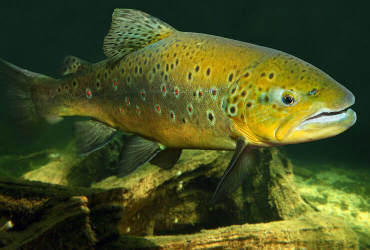 trota fario nel fondo