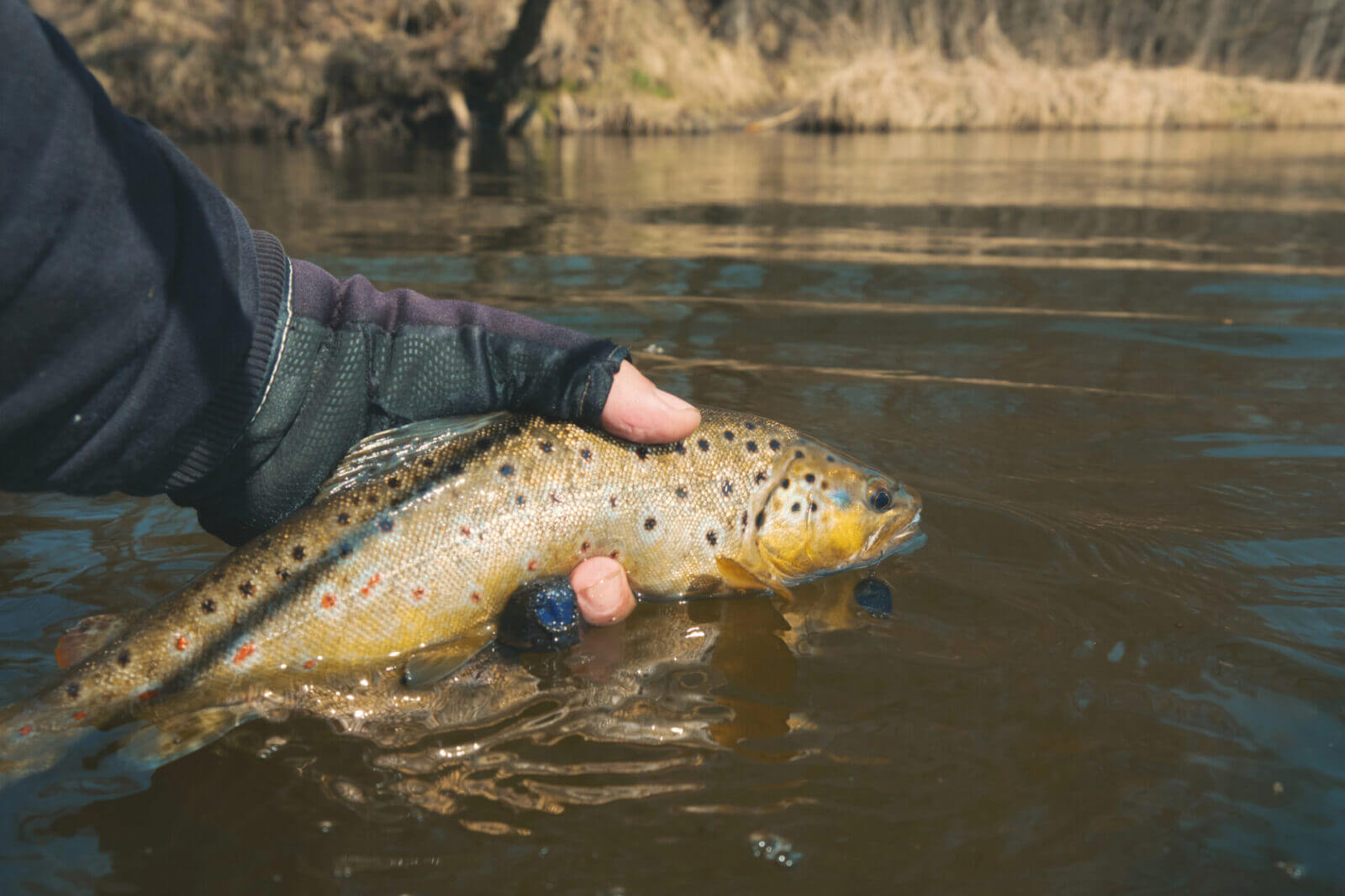 trota-fario-uno-tra-i-pesci-pi-ambiti-di-tutti-i-tempi-pesca-facile