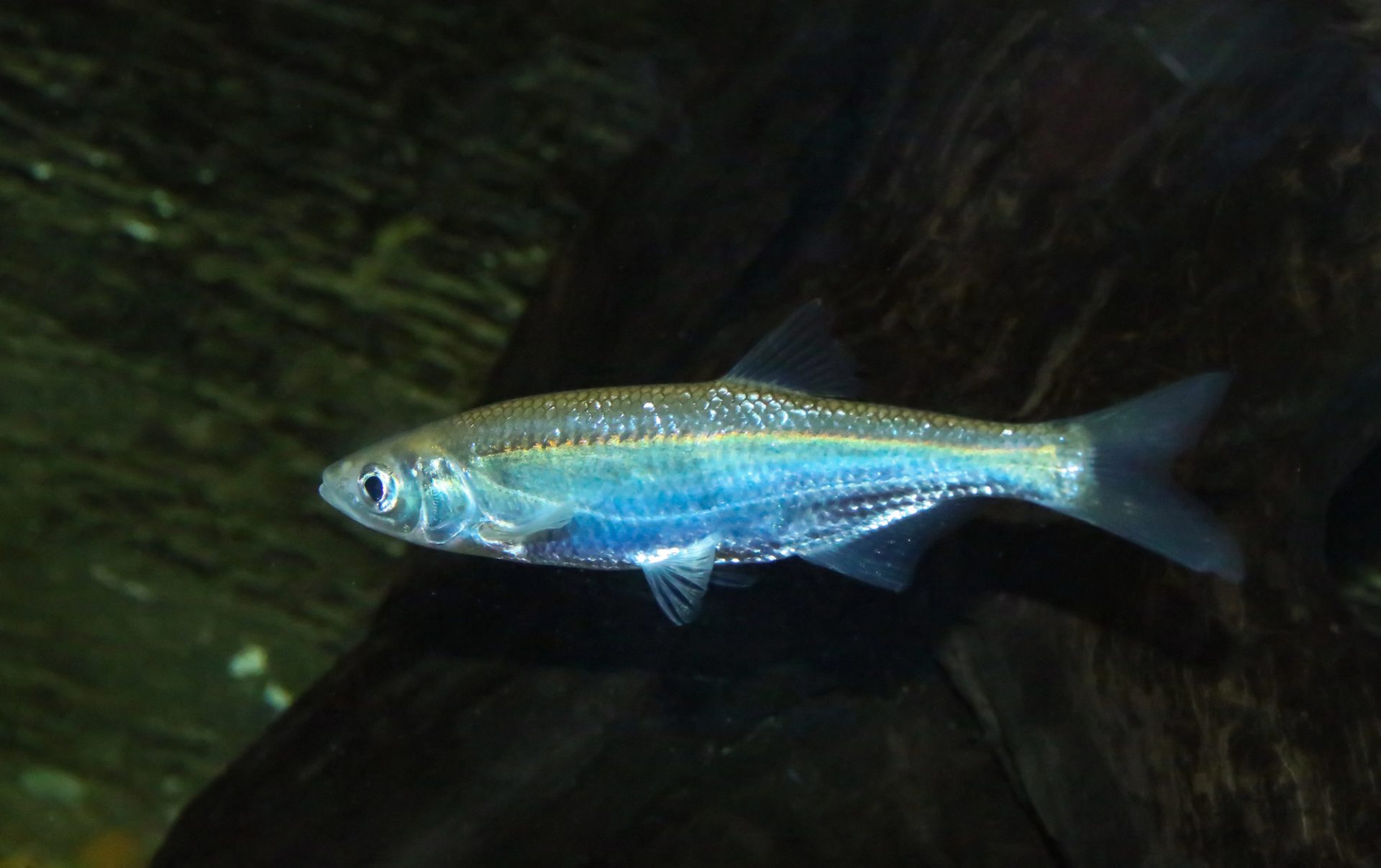 alborella pesce argento