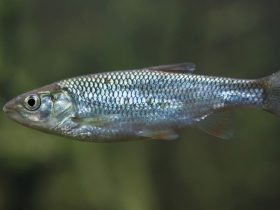 arborella pesce