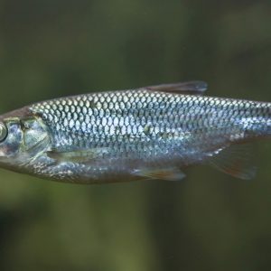 arborella pesce