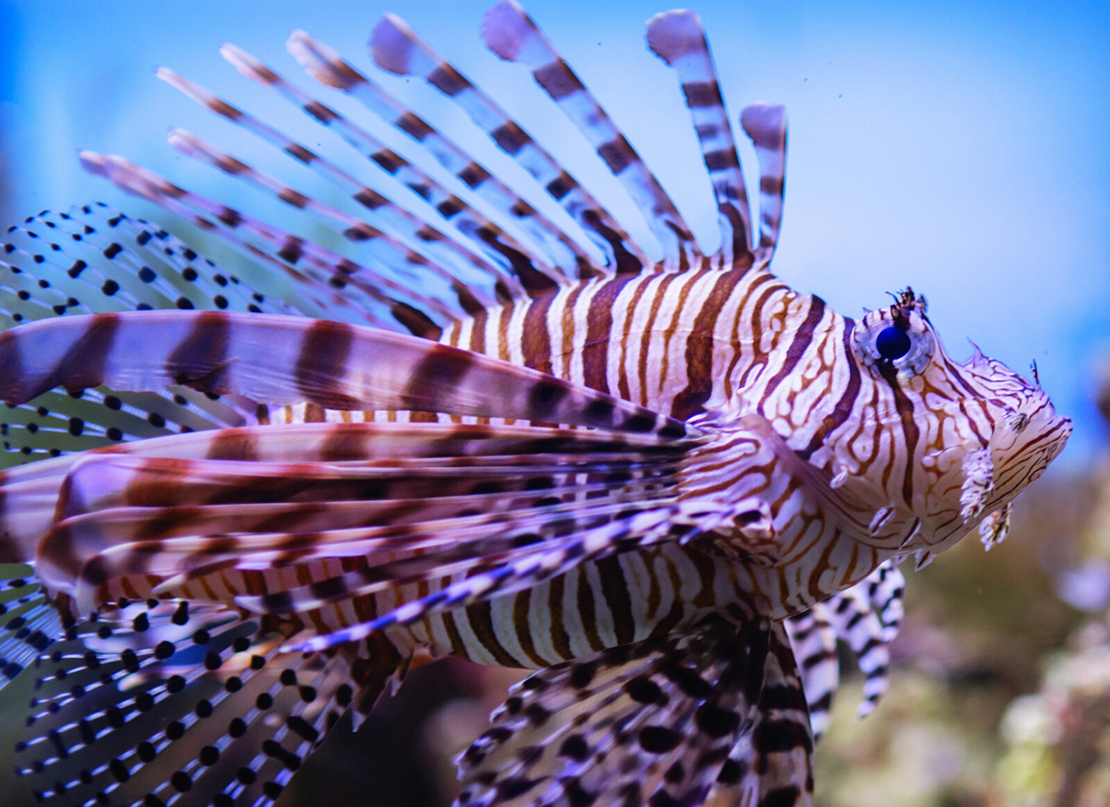 pesce scorpione o pesce leone