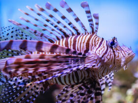 pesce scorpione o pesce leone