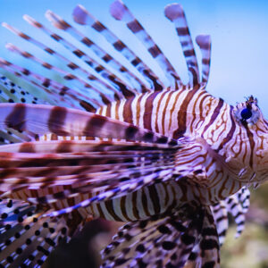 pesce scorpione o pesce leone