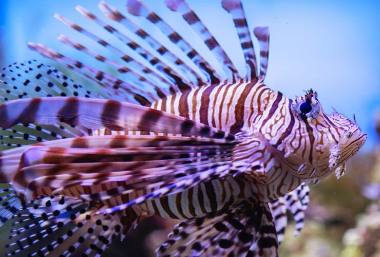 pesce scorpione o pesce leone