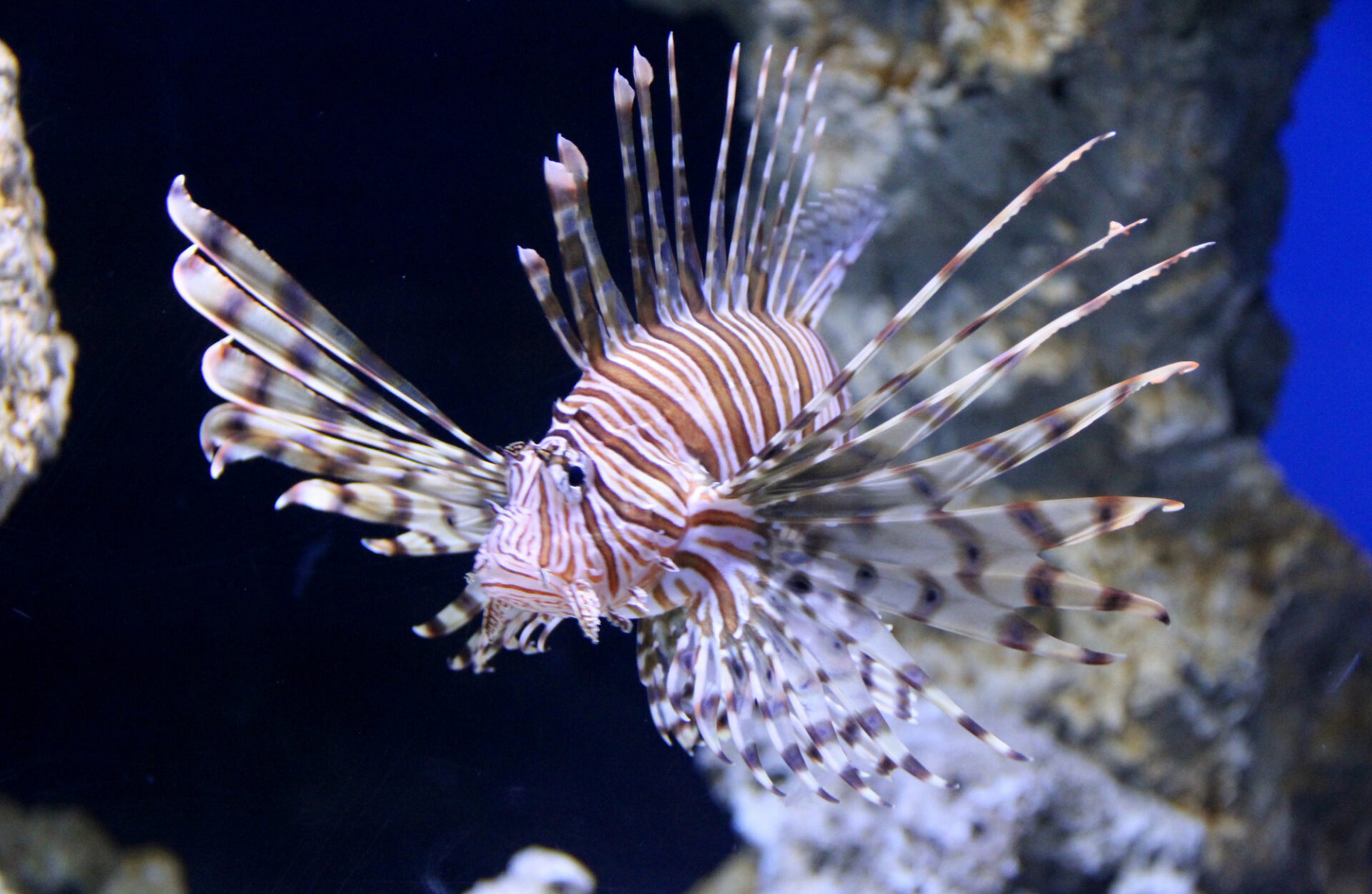 pesce scorpione occidentale