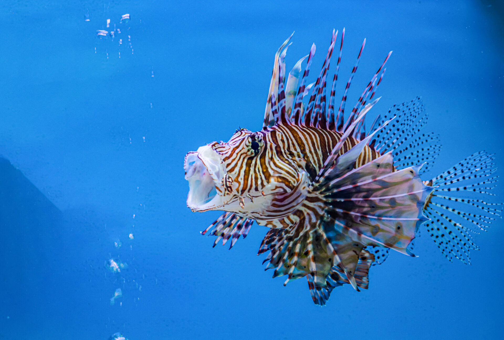 pesce leone occidentale a bocca aperta