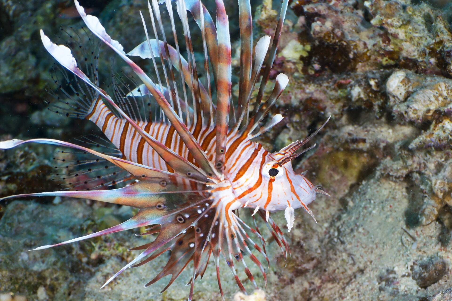 stupendo pesce leone