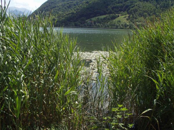 Canneto di cannuccia di palude sulla riva del Lago di Endine