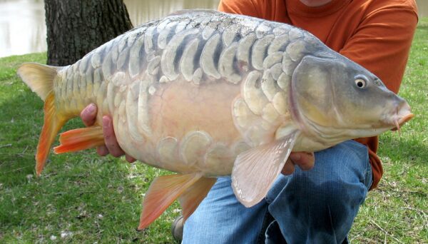 Carpa a specchio tenuta in mano da un pescatore