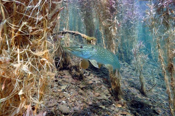 Luccio (Esox lucius) nascosto tra la vegetazione sommersa