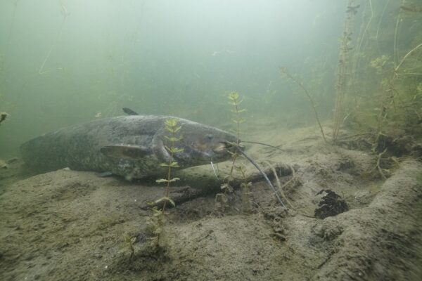 Siluro (Silurus glanis) sul fondo di un lago