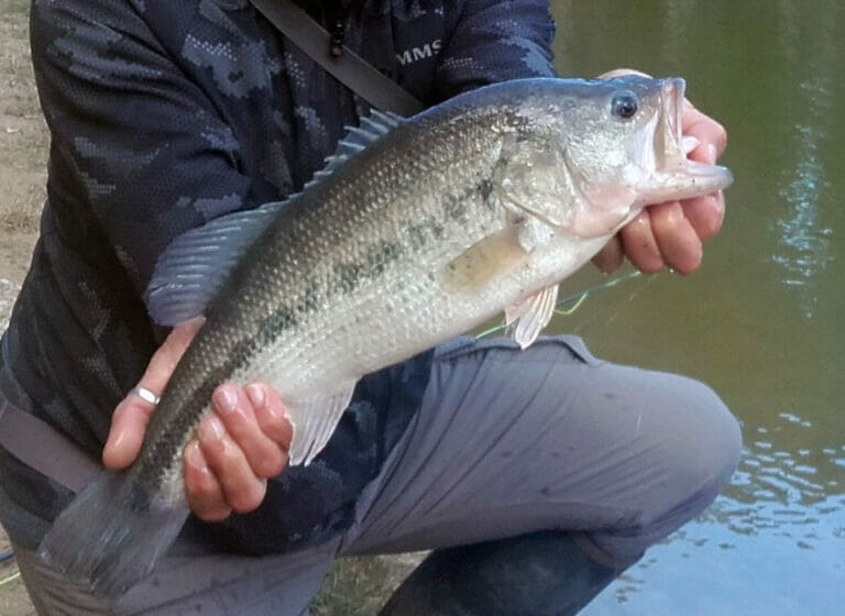 Lago Verde Black Bass Pesca Mosca Spining