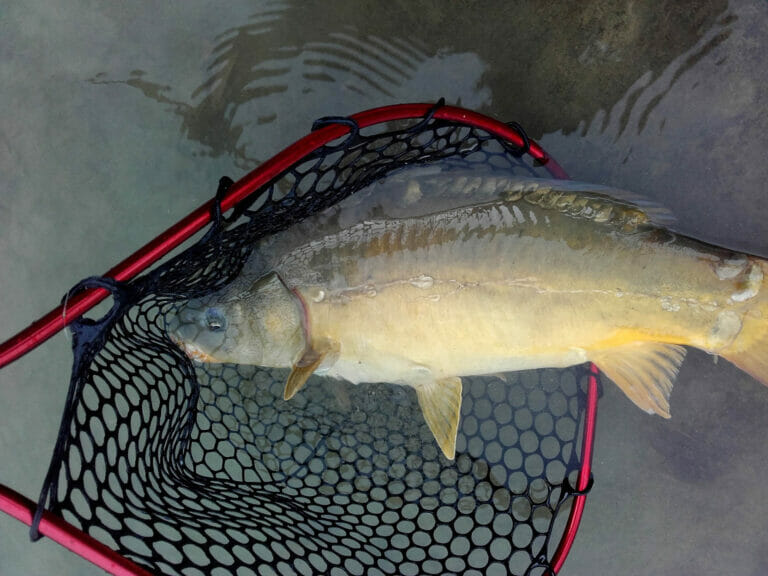 Carpa Specchio Lago Verde