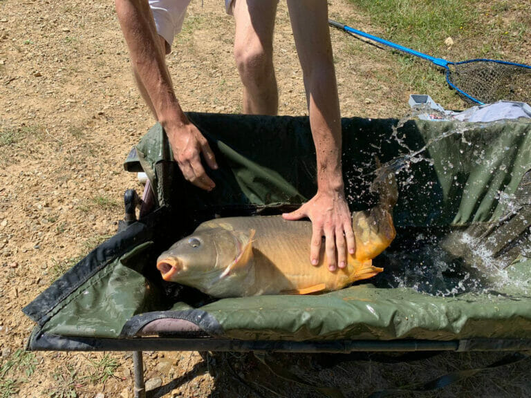 Carpa Specchio Tappetino