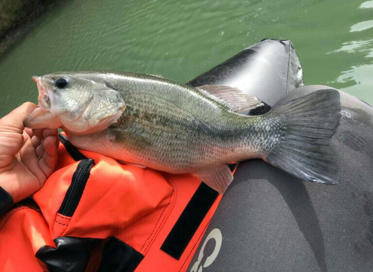 Persico Trota Pesca Mosca Spining