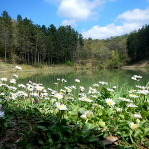 Lago Verde Pesca Mosca Spining Pieve Santo Stefano Toscana Arezzo