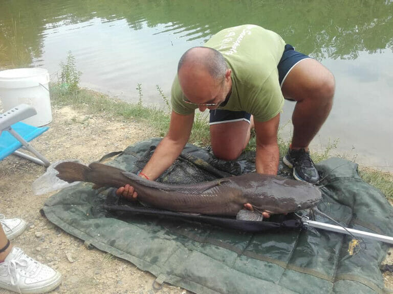 Lago Verde Pesce Gatto Affricano Gigante