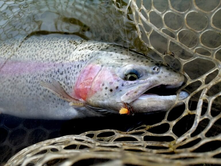 Trote Giganti Pesca Mosca_Spining