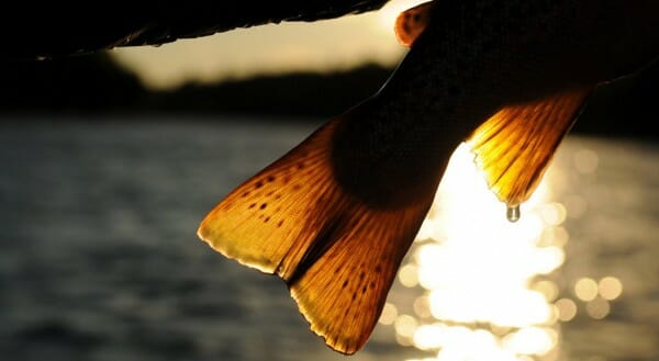 pesca alla trota pesca alla trota