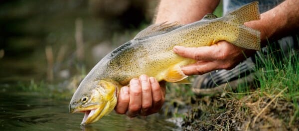 pesca alla trota pesca alla trota