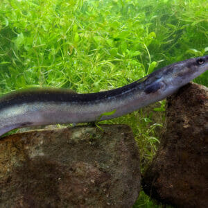 anguilla pesca facile