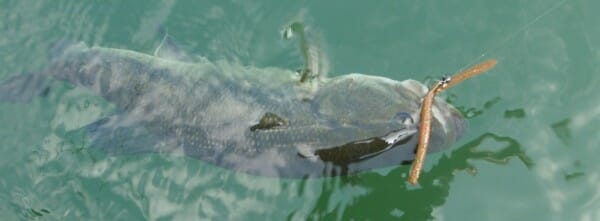 Black Bass - Spinning