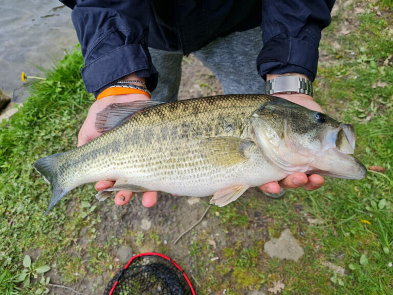 black bass lago dei pontini