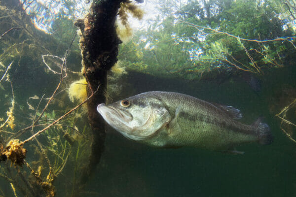 Black Bass