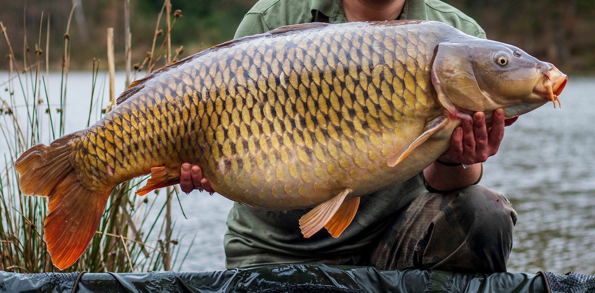 Carpfishing la tecnica più usata per catturare grosse carpe Pesca