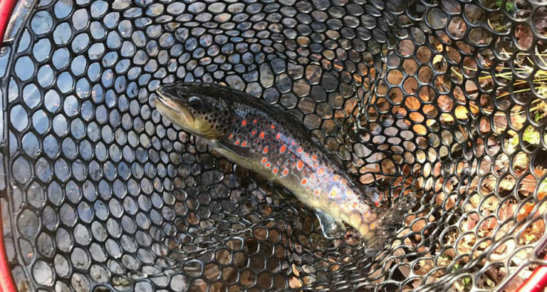 fario puccini nuova parco laghi