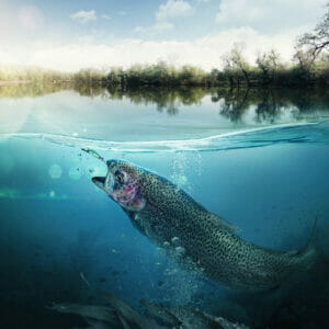 Laghetti pesca sportiva