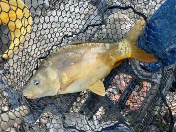 Lago Azzurro Sansepolcro - Carpa