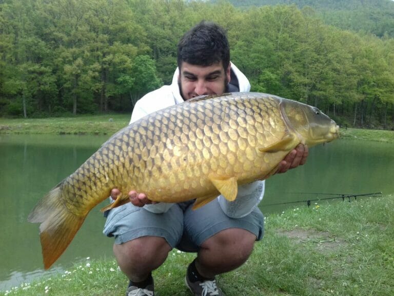 nuova parco laghi carpa regina