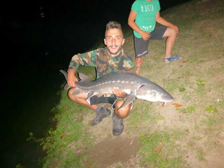pesca allo storione bianco