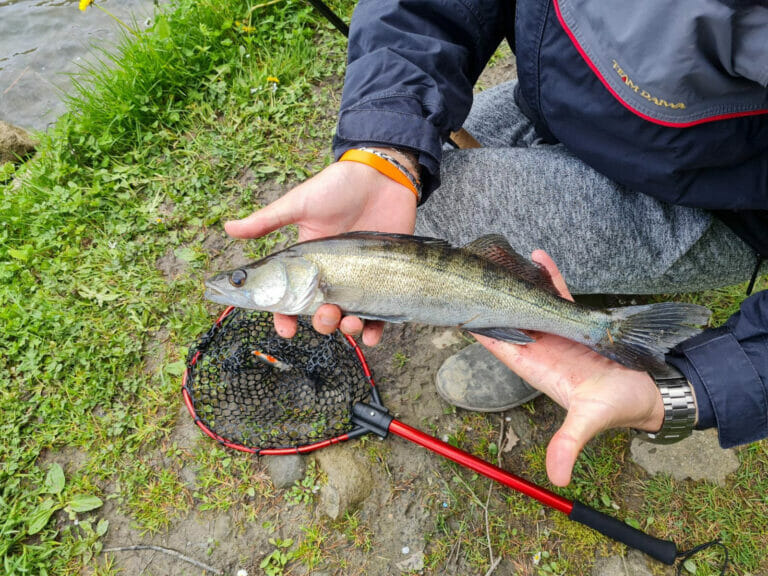 lucoperga lago dei pontini