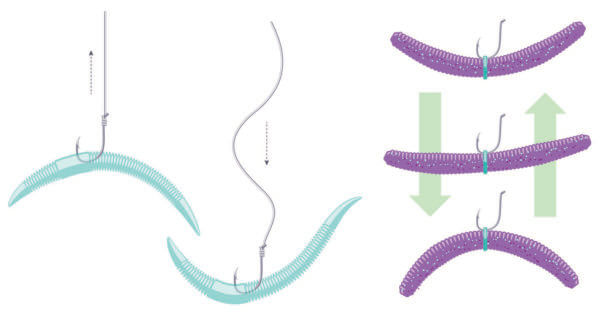 wacky rig worm
