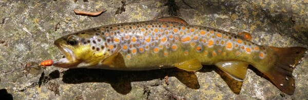 pesca spinning trota