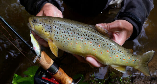 pesca spinning trota torrente minnow