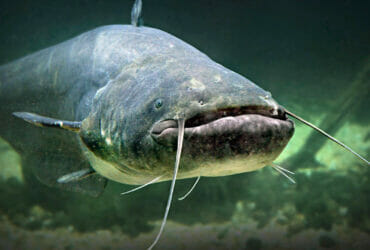 pesce siluro