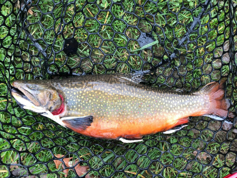 salmerino lago lungo