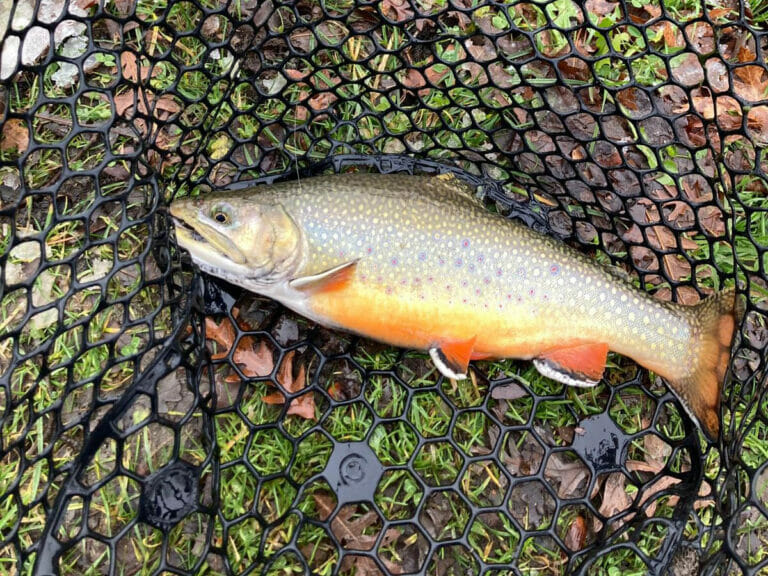 salmeriono nuova parco laghi