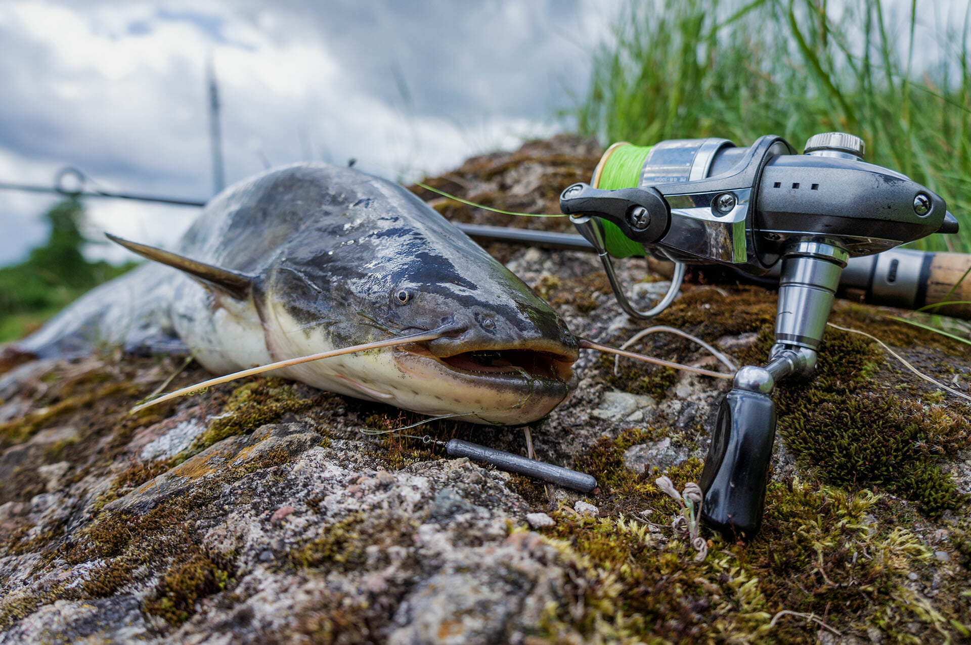 pesca al siluro