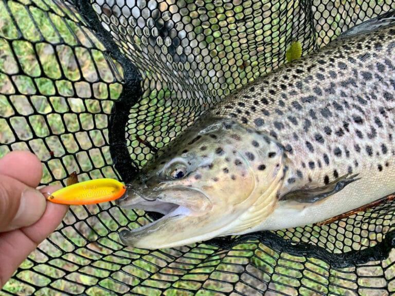 spinning trota lacustre lago lungo