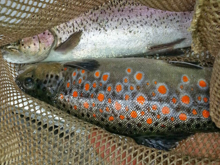 trota fario lago dei pontini