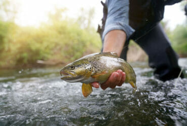Trota Fario Torrente